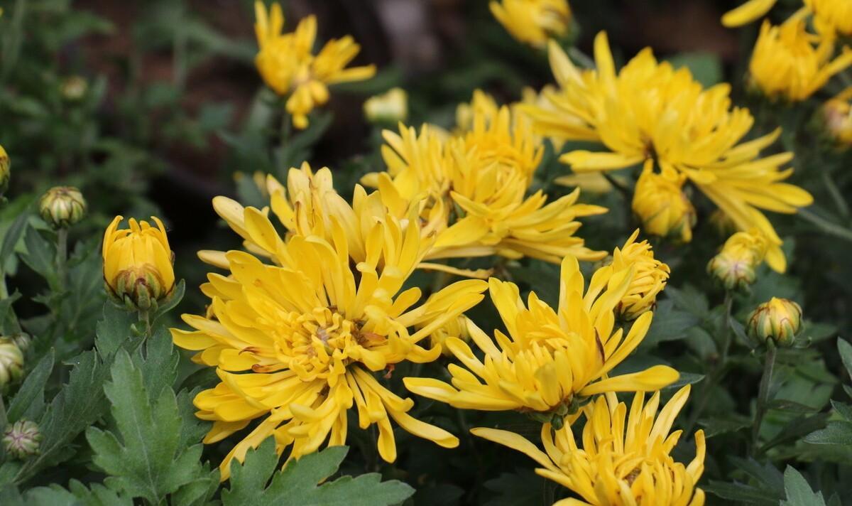 初冬的菊花诗词（菊花古诗五首）