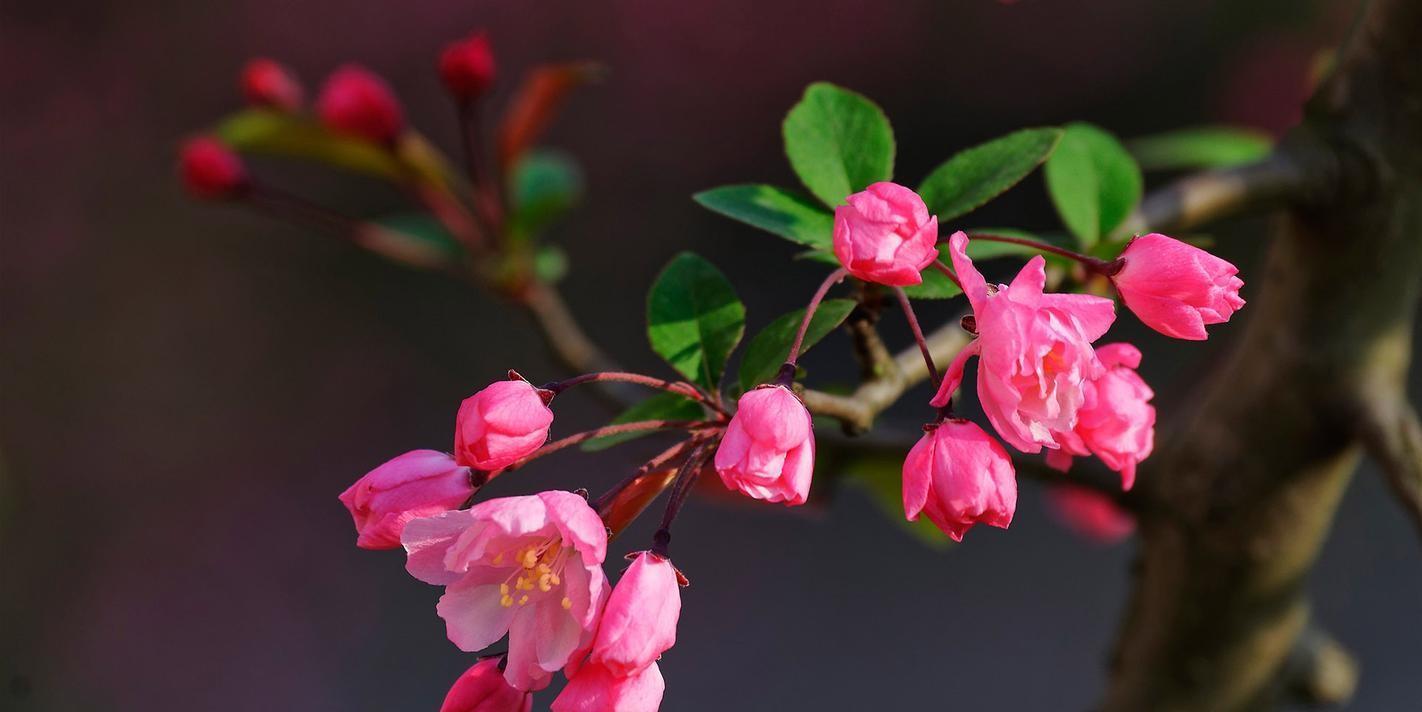 关于海棠花的唯美诗（最美海棠花诗词6首）