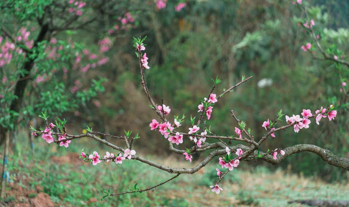 白居易写了哪些关于桃花的诗句（白居易庐山桃花诗）