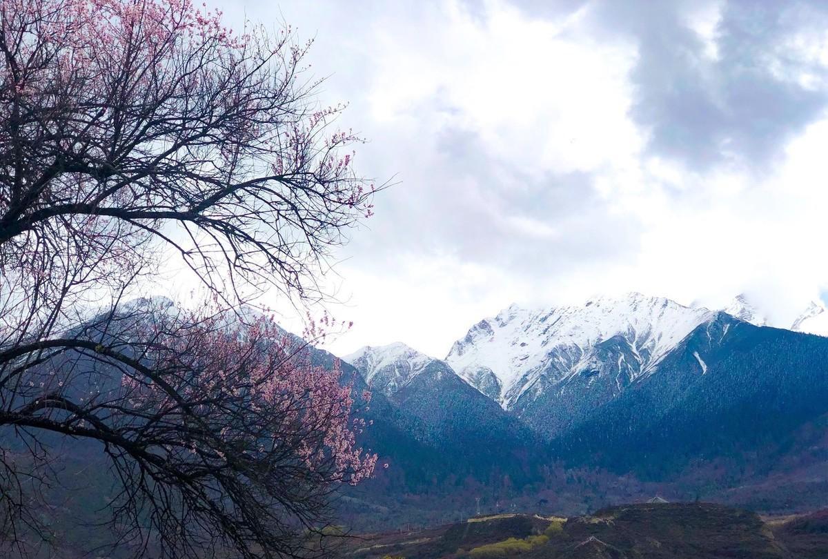 白居易写了哪些关于桃花的诗句（白居易庐山桃花诗）