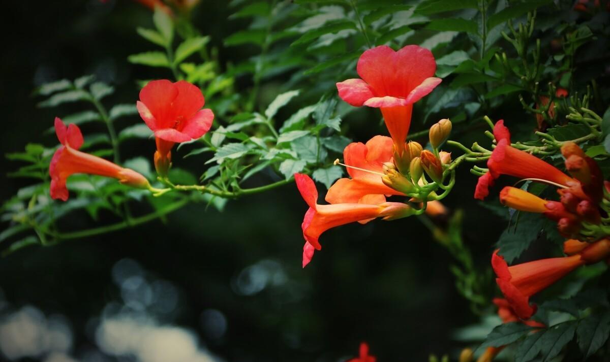 咏凌霄花的古诗词（有关凌霄花的唐诗）