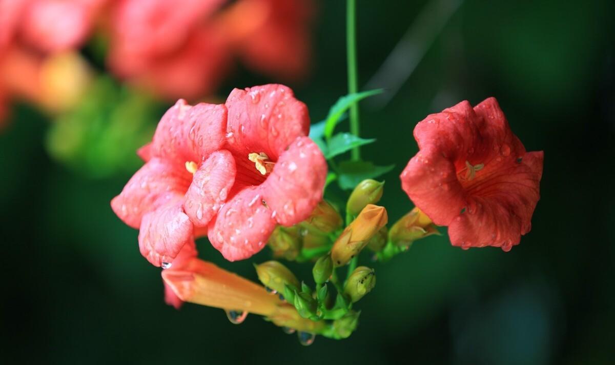 咏凌霄花的古诗词（有关凌霄花的唐诗）