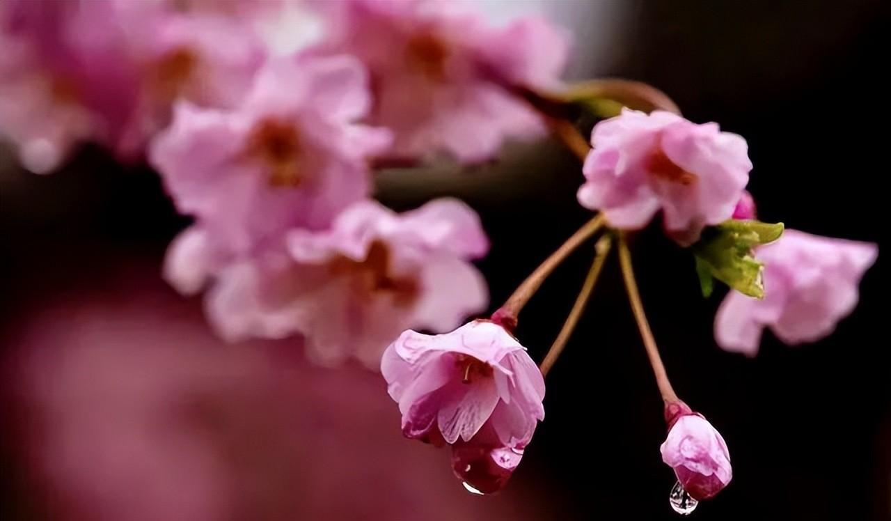 邨 人：樱风和雨韵扶桑——樱花吟 · 七律八首