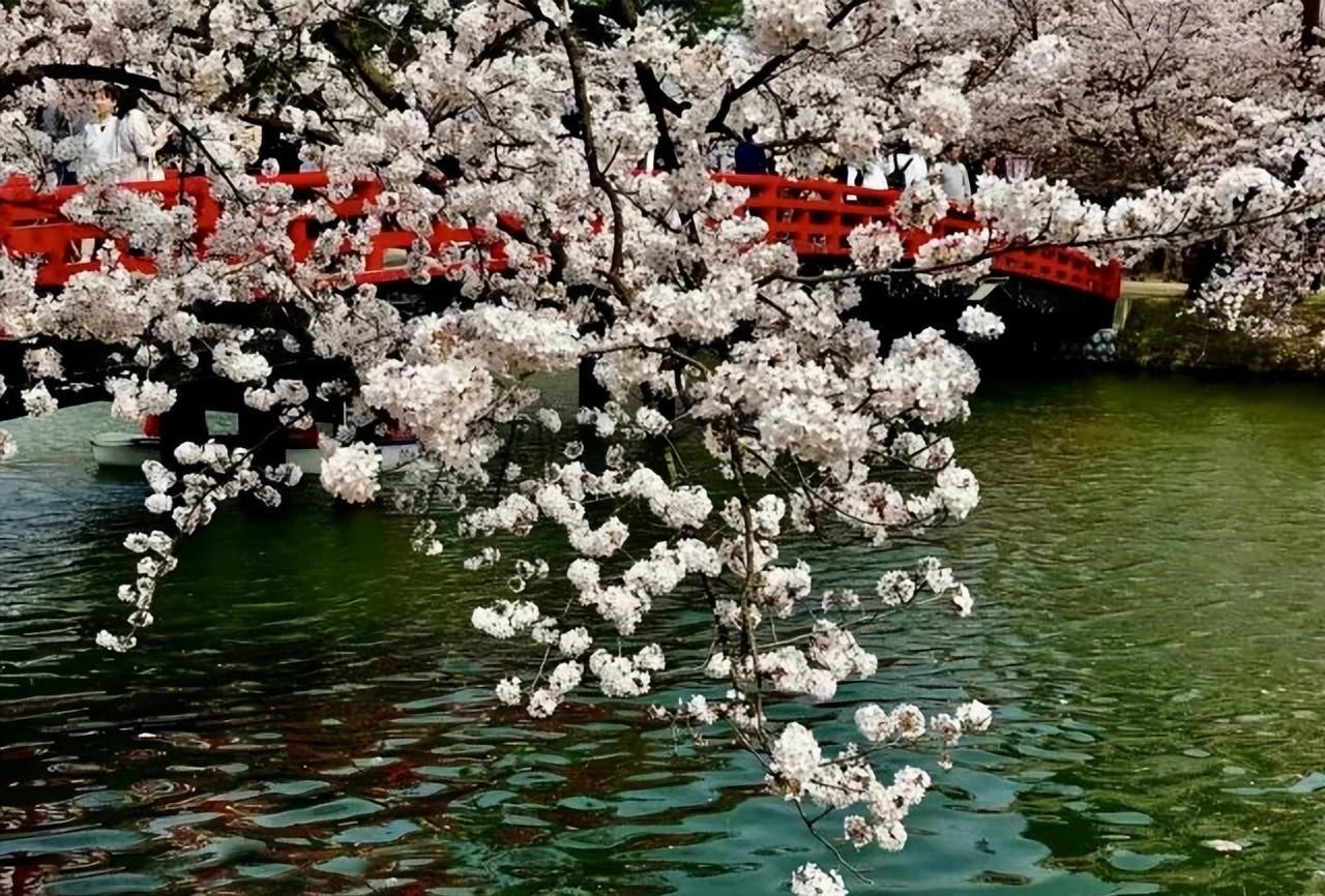 邨 人：樱风和雨韵扶桑——樱花吟 · 七律八首