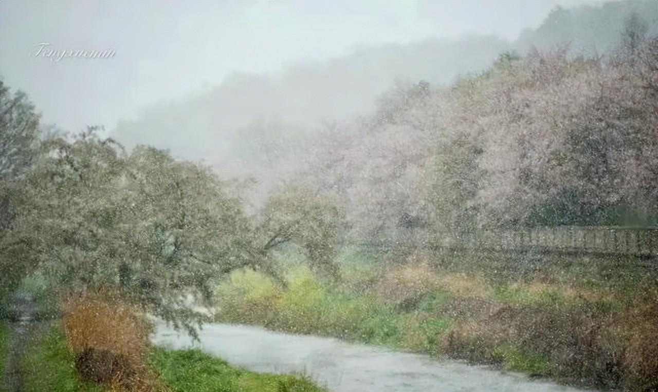 邨 人：樱风和雨韵扶桑——樱花吟 · 七律八首