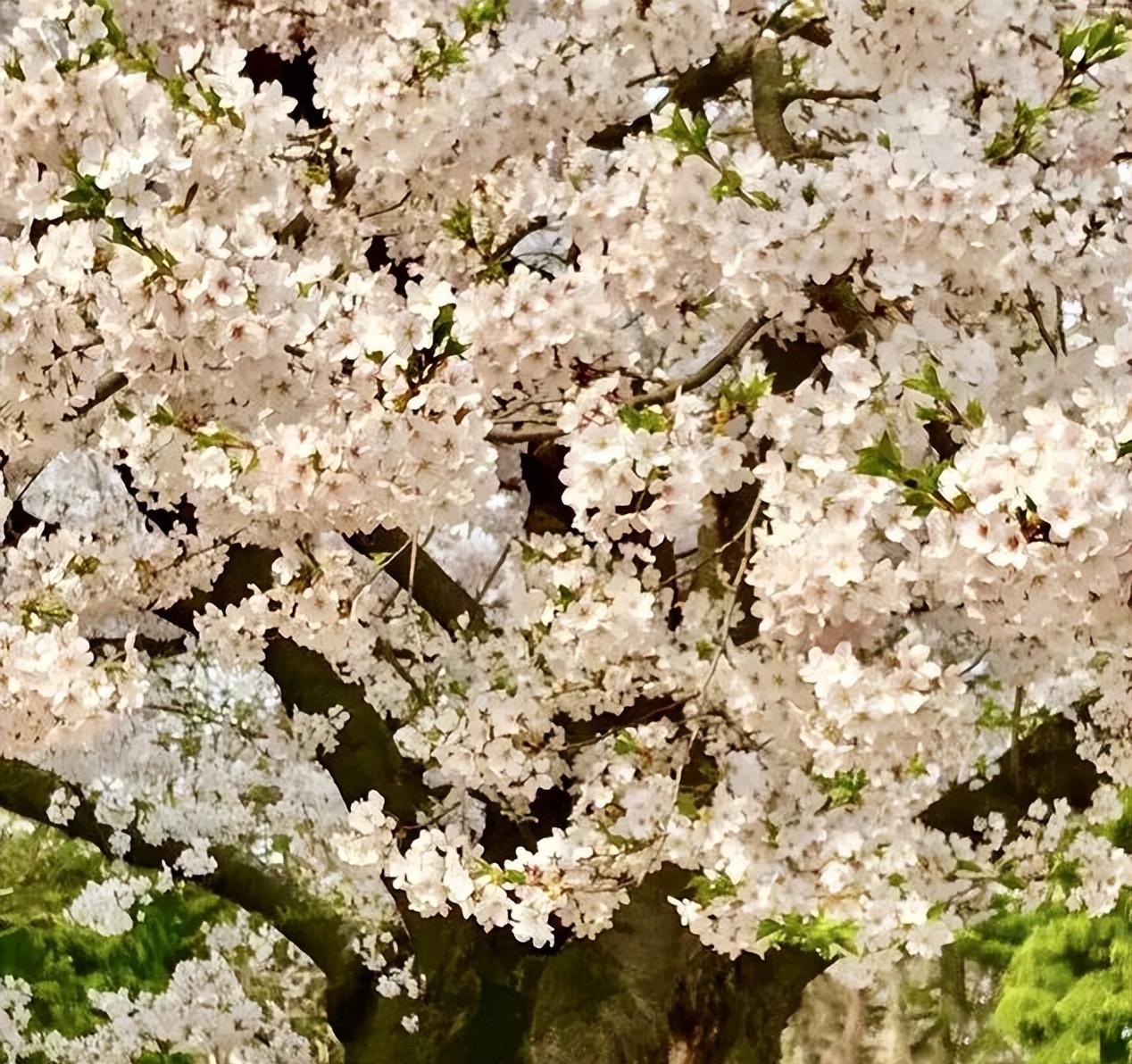 邨 人：樱风和雨韵扶桑——樱花吟 · 七律八首