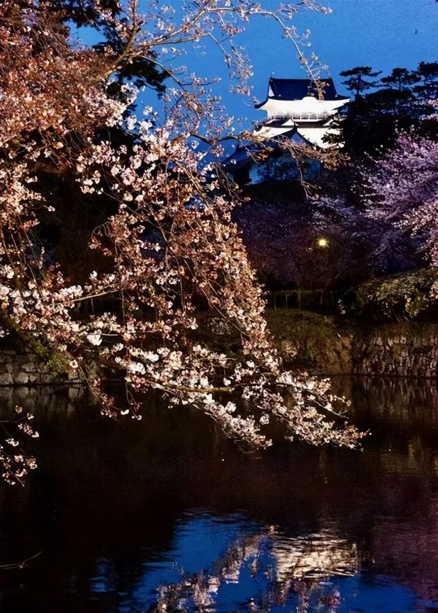 邨 人：樱风和雨韵扶桑——樱花吟 · 七律八首