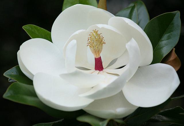 赞美玉兰花的诗句（关于赞美玉兰花的诗词及优美句子）