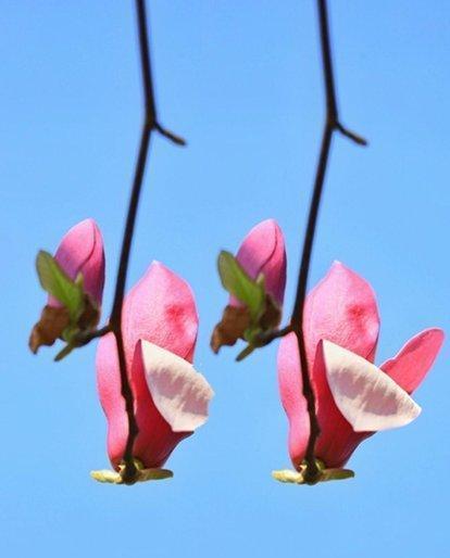 赞美玉兰花的诗句（关于赞美玉兰花的诗词及优美句子）