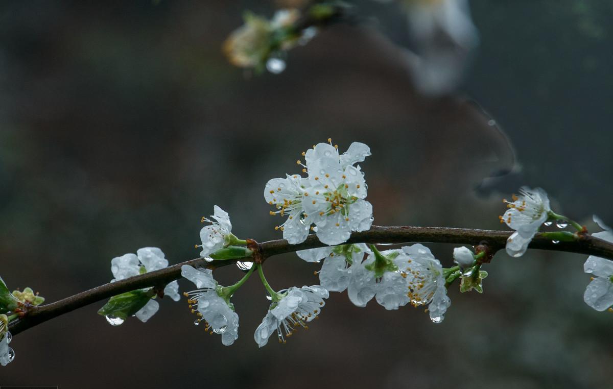 形容梨花的诗句（描写梨花的诗词佳句）