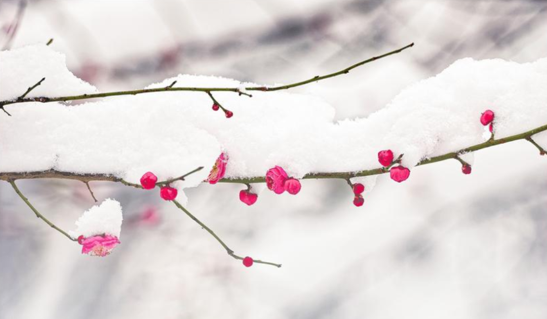 有关踏雪寻梅的诗句（十首有关寻梅的诗词名句）