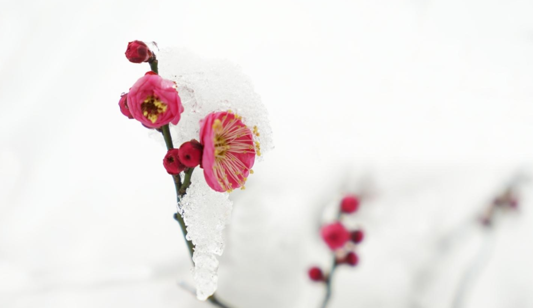 有关踏雪寻梅的诗句（十首有关寻梅的诗词名句）