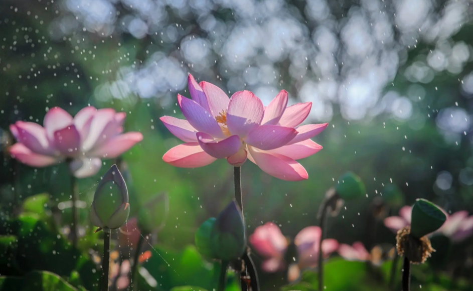 描写夏天雨后凉爽的诗句（关于描写夏天雨的诗句）