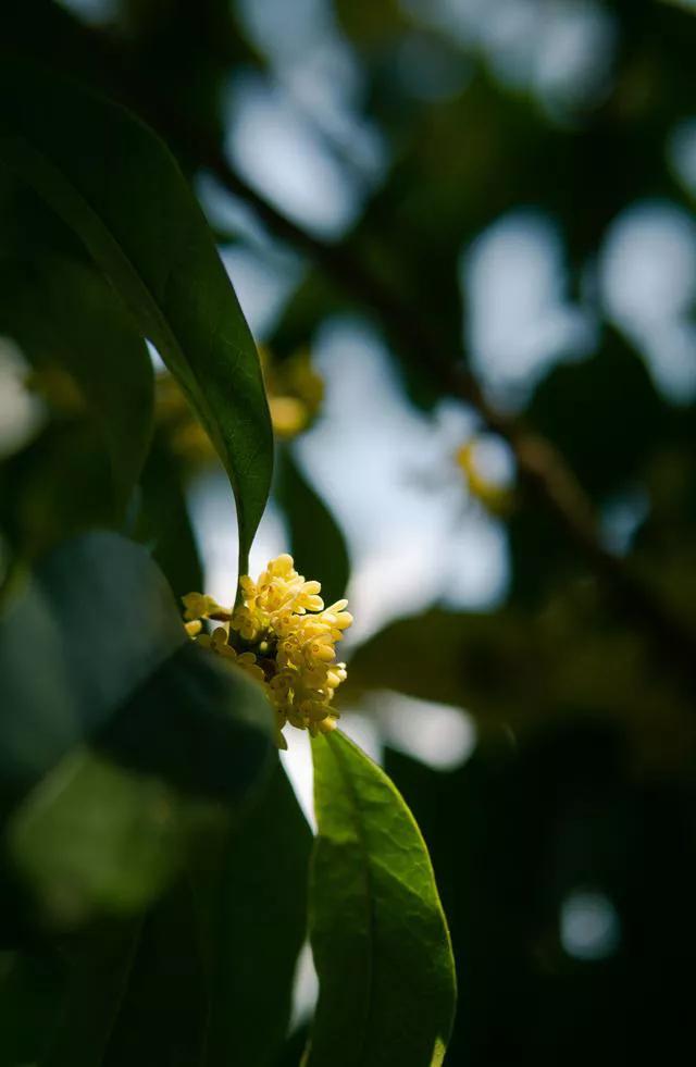 秋天桂花香的文案（秋天关于桂花的文案）