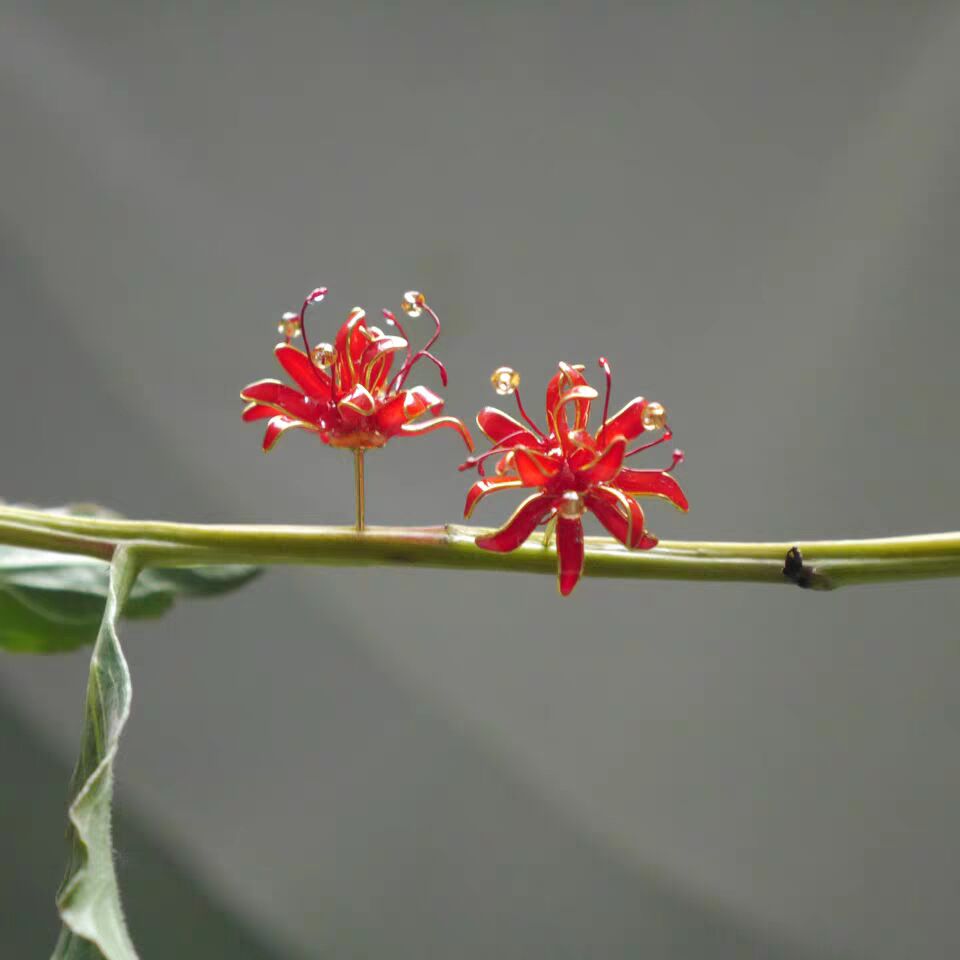 彼岸花朋友圈说说（彼岸花的句子描写彼岸花的句子）