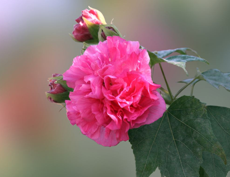 秋天的芙蓉花的诗句（关于芙蓉花的优美诗句）