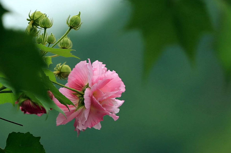 秋天的芙蓉花的诗句（关于芙蓉花的优美诗句）