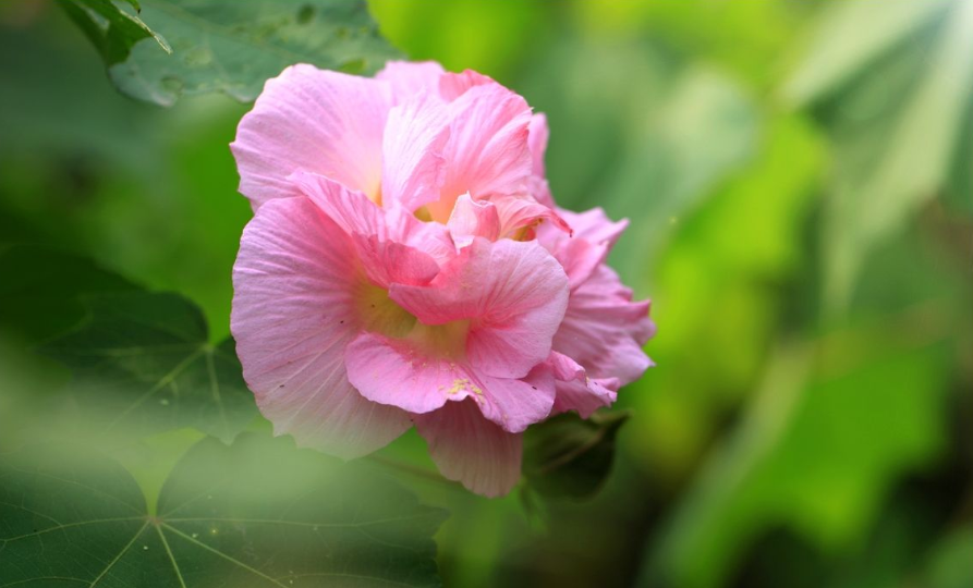 秋天的芙蓉花的诗句（关于芙蓉花的优美诗句）