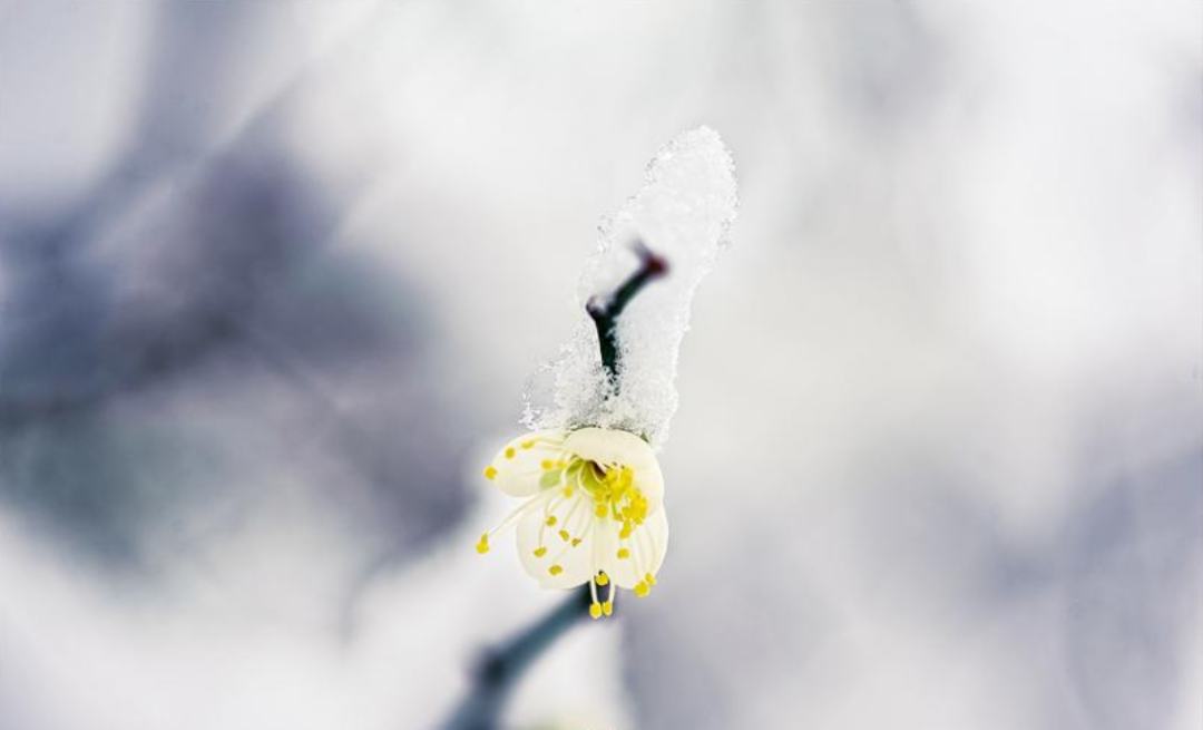 有关踏雪寻梅的诗句（十首有关寻梅的诗词名句）