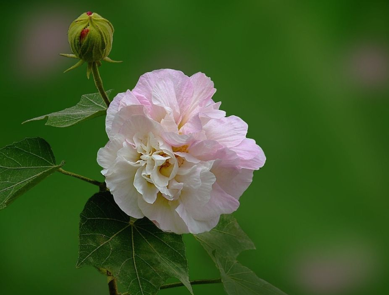 秋天的芙蓉花的诗句（关于芙蓉花的优美诗句）