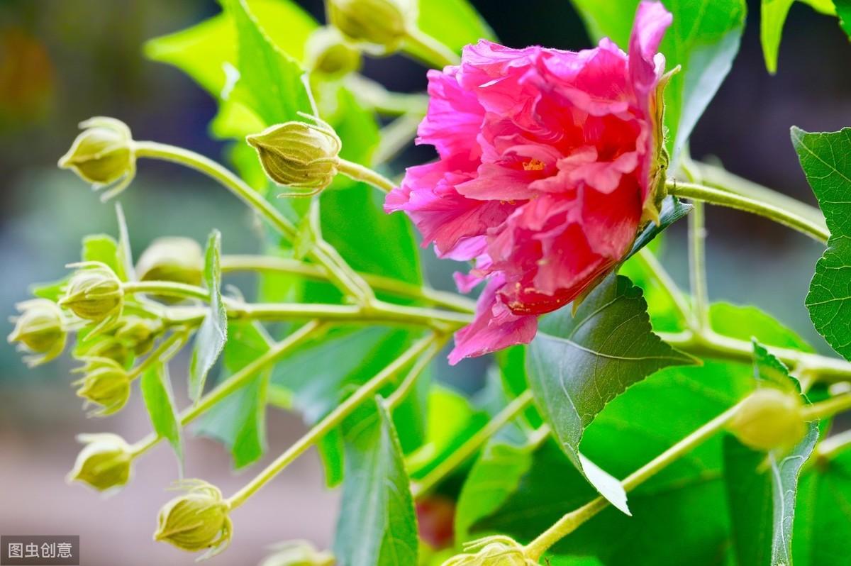 历代咏芙蓉花诗词精选大全（古诗十九首诗词鉴赏）