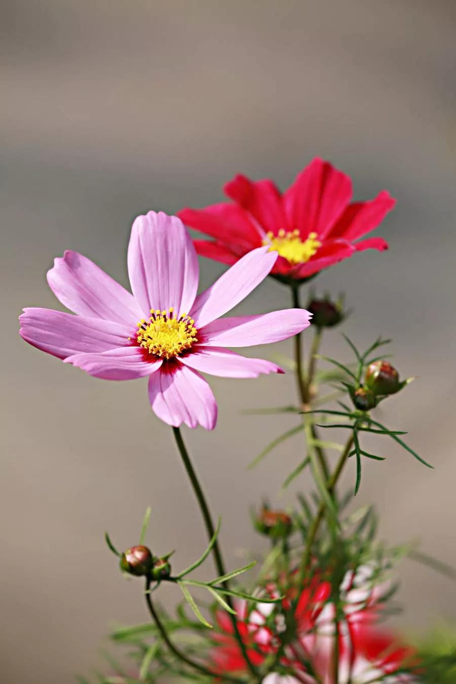 关于花的心情短语句子（花唯美心情短语）