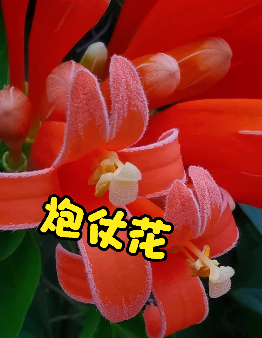 一花一美好，万紫千红百花艳，鲜花相约一生爱，情浓岁月四溢爱