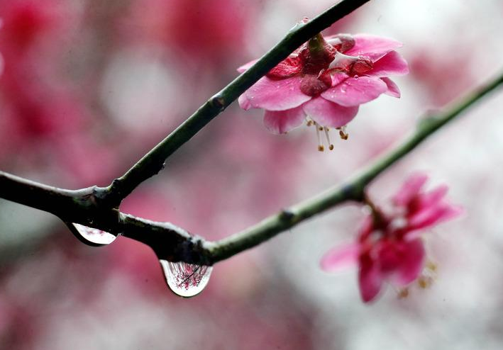 关于春雨的十首古诗（春雨古诗大全）