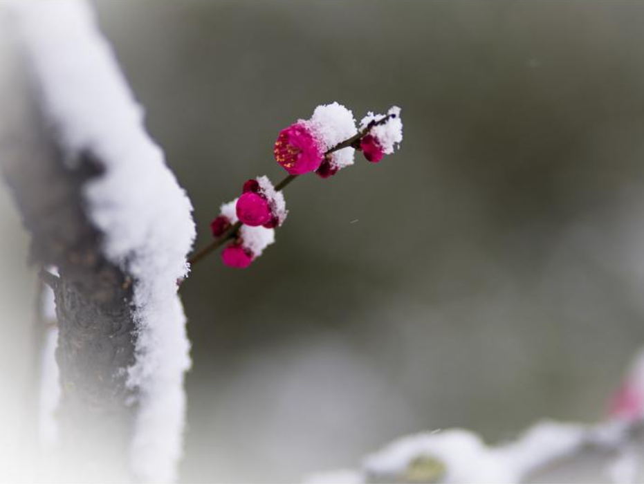 有关踏雪寻梅的诗句（十首有关寻梅的诗词名句）