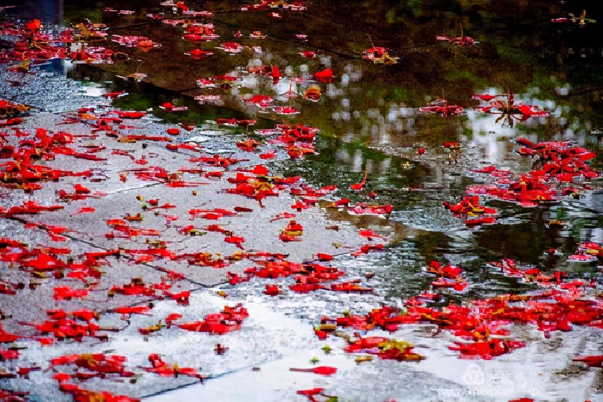 相见欢 林花谢了春红赏析（林花谢了春红什么意思）