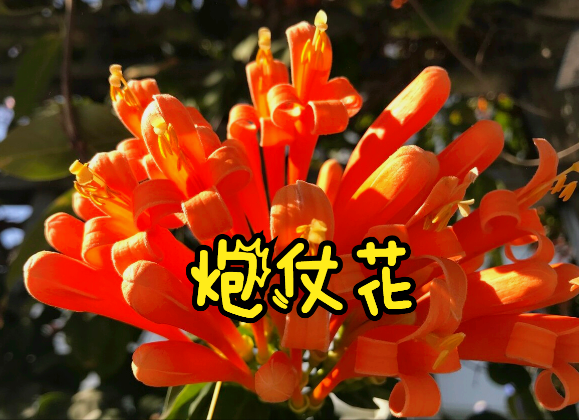 一花一美好，万紫千红百花艳，鲜花相约一生爱，情浓岁月四溢爱