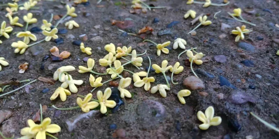 桂花香，有诗词为证；桂花美，以眼见为实