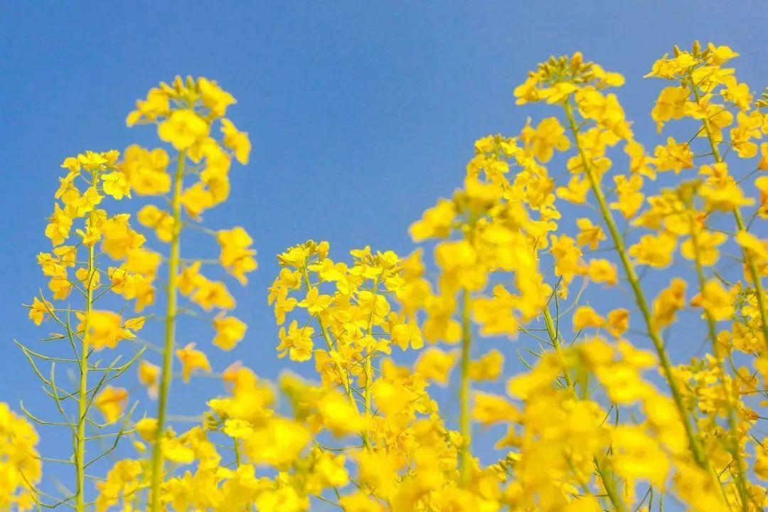 含有春的诗句100首飞花令（带春诗句飞花令）