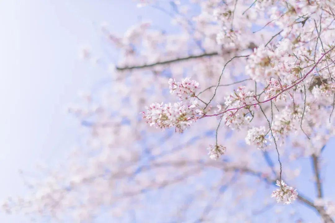 含有春的诗句100首飞花令（带春诗句飞花令）