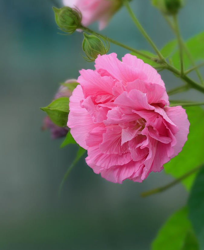 秋天的芙蓉花的诗句（关于芙蓉花的优美诗句）