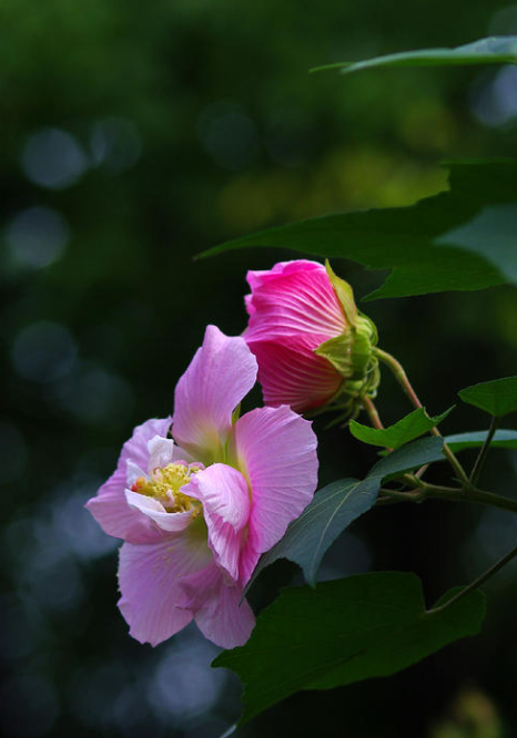 秋天的芙蓉花的诗句（关于芙蓉花的优美诗句）