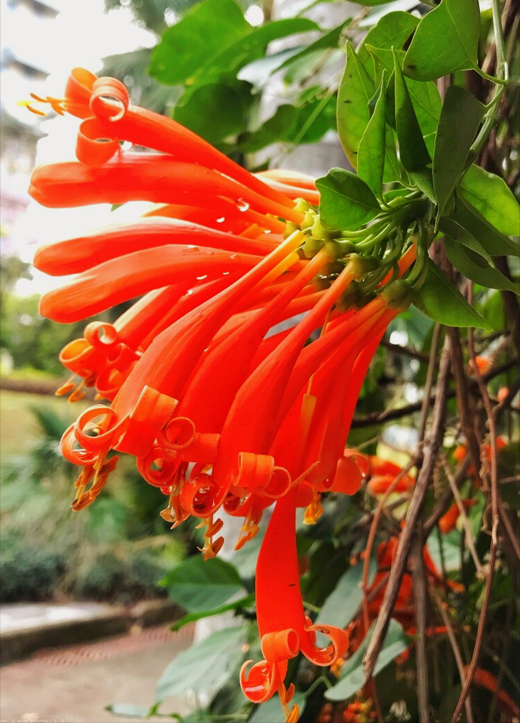 一花一美好，万紫千红百花艳，鲜花相约一生爱，情浓岁月四溢爱