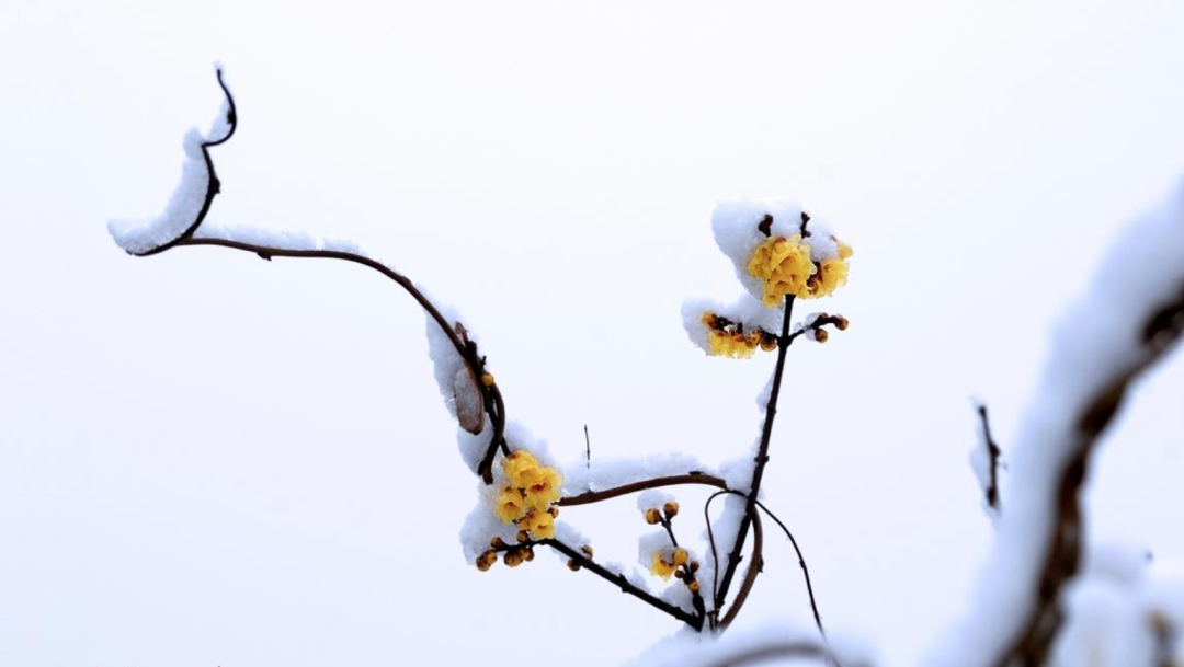 有关踏雪寻梅的诗句（十首有关寻梅的诗词名句）