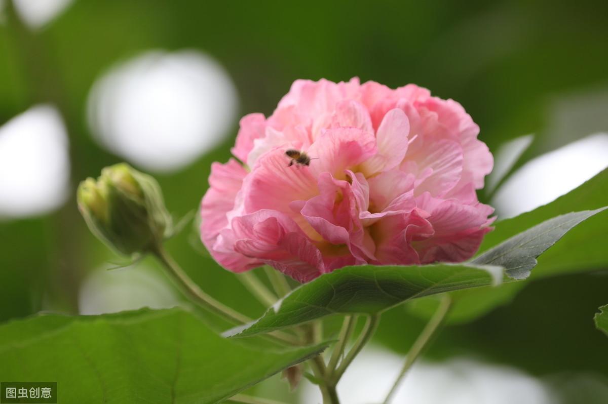 历代咏芙蓉花诗词精选大全（古诗十九首诗词鉴赏）