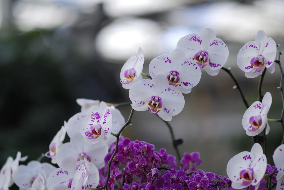 描写兰花清雅的诗句（兰花优美诗句大全）