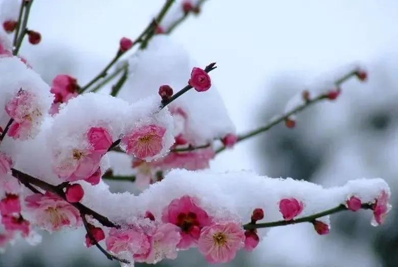 梅花十首有名的诗（关于梅花的古诗十首）