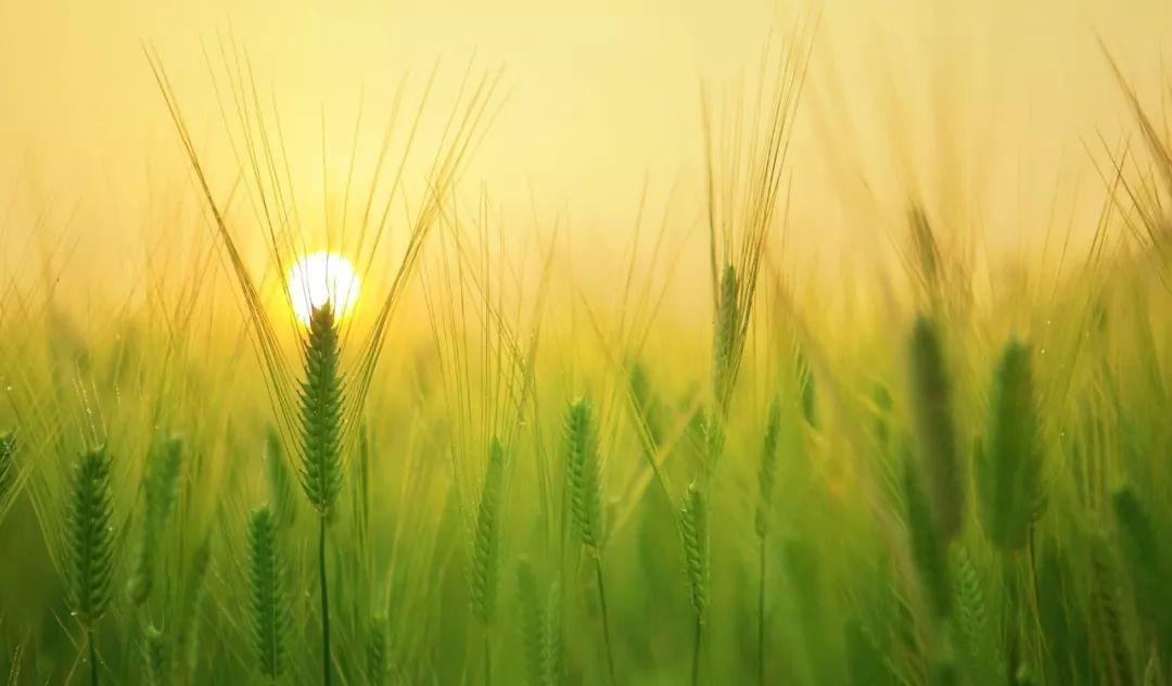 关于春、夏、秋、冬、山、水、日、月、风、花、雨、雪古诗词汇总