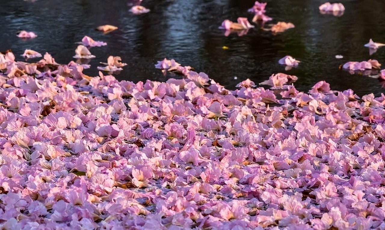 包含有生命之感的落花美诗六首诗句（落花之美的诗句）