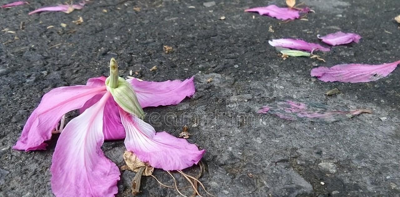 包含有生命之感的落花美诗六首诗句（落花之美的诗句）