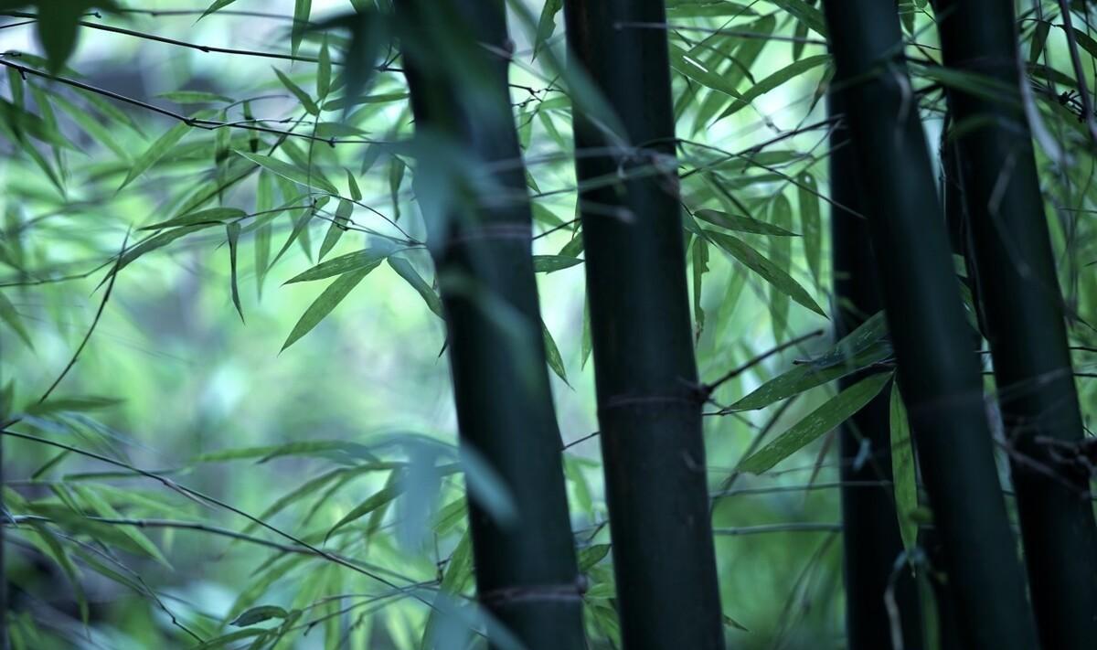 初夏雨水的诗（初夏雨季的诗句）