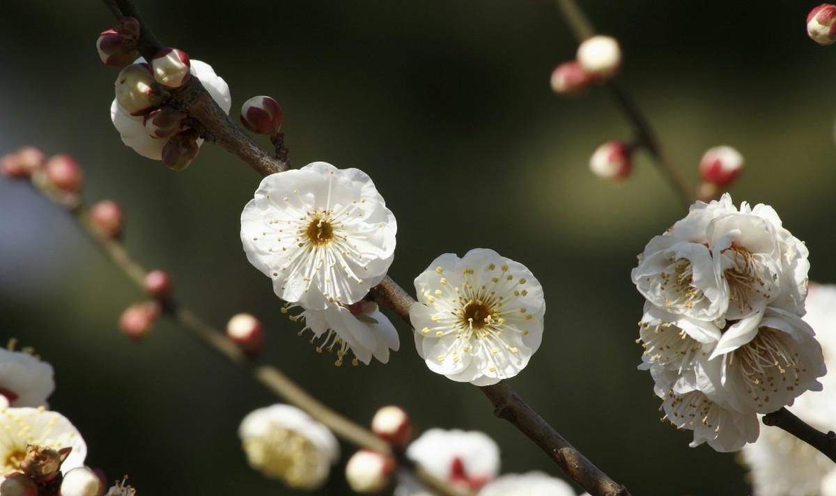 王安石的《咏梅》赏析（王安石咏颂梅花的诗）