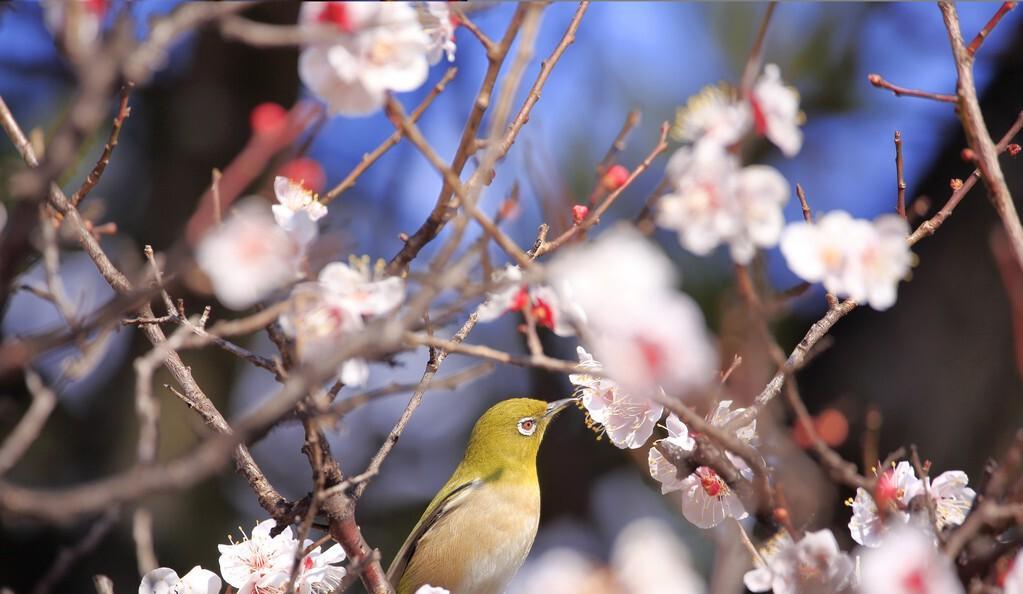 ​唯美春节古诗（关于春节古诗）