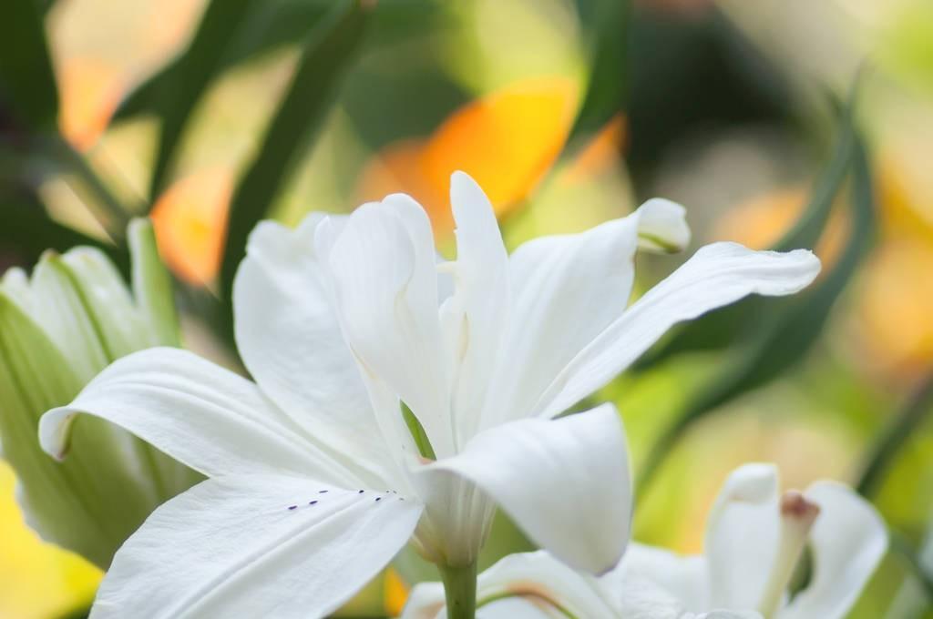 百合花古诗大全（百合花诗集）