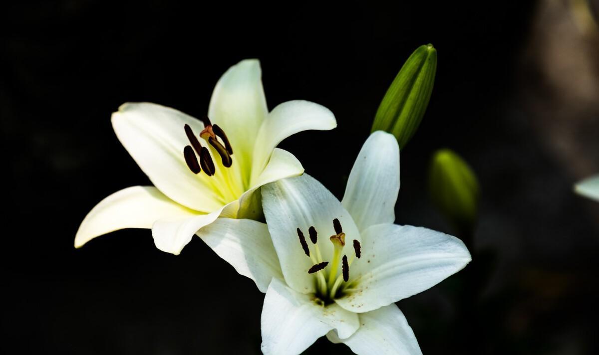 百合花古诗大全（百合花诗集）