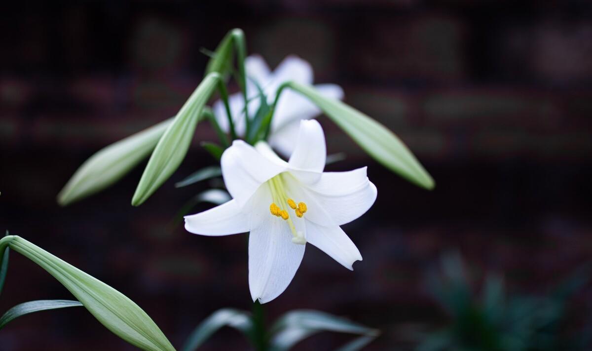 百合花古诗大全（百合花诗集）